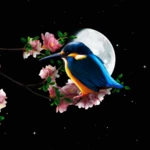 sakura and bird live wallpaper android application logo